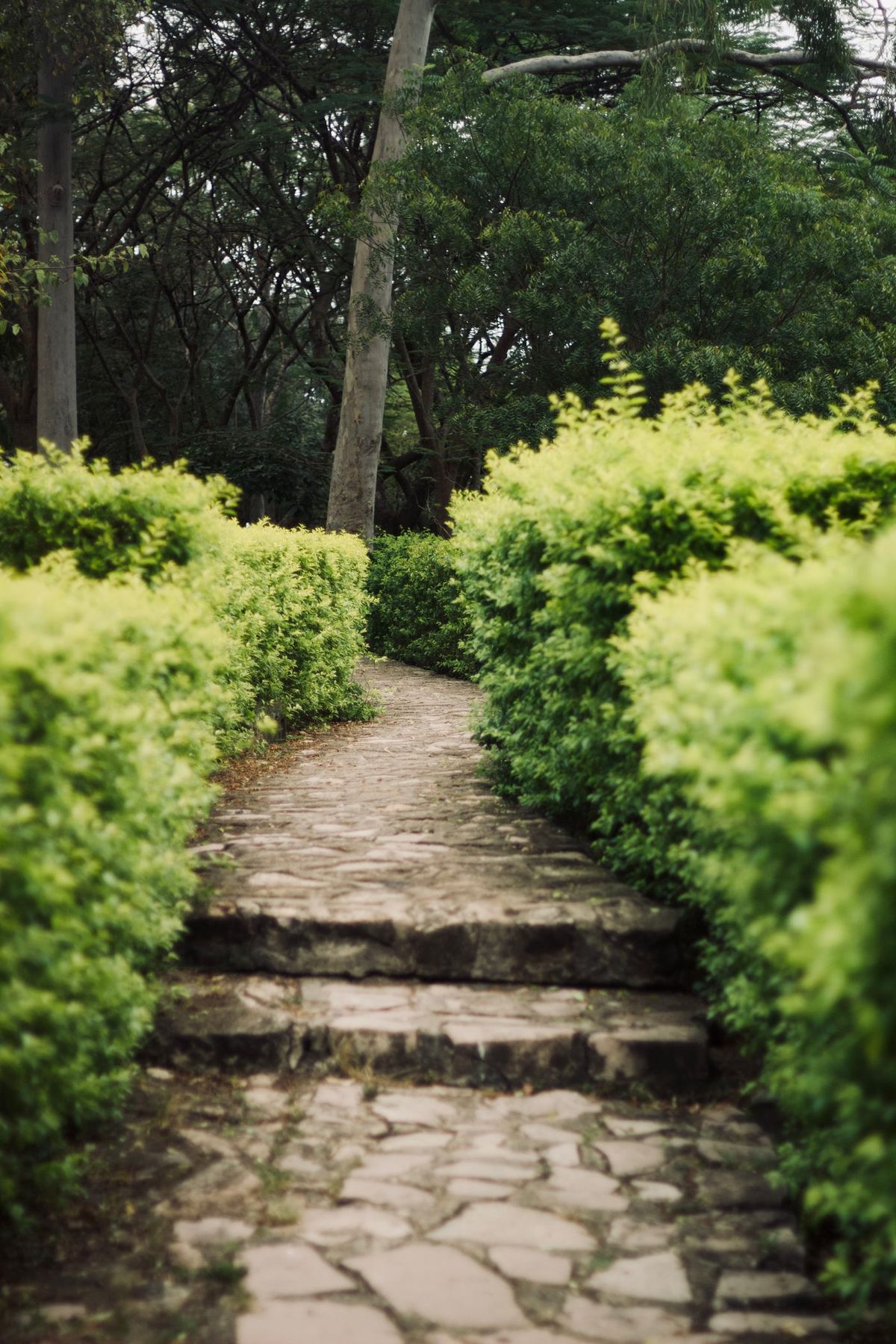 A narrow stone-flagged path with shallow steps running between two tightly clipped bright green hedges under tall trees