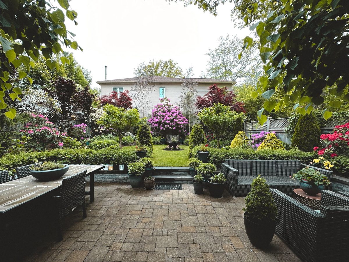 A residential back garden with a brick-paver patio, stone steps up to a small lawn framed by clipped hedges, Japanese maples and rhododendrons in bloom